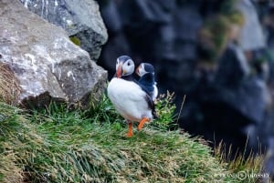 Fra Reykjavik: Vestmannaøyene med ferge og van PRO Photo