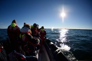 Fra Reykjavik: RIB-båttur for hval- og lundefuglobservasjon