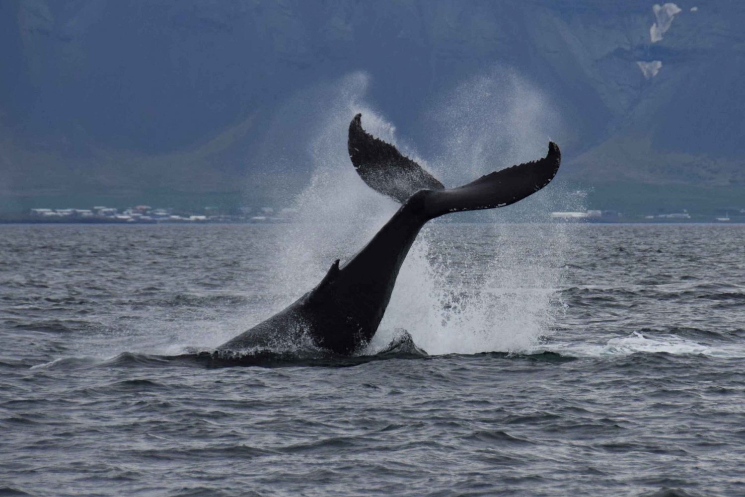 From Reykjavik: Whale Watching Tour by Fast Catamaran