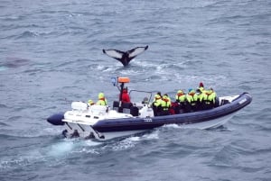 Z Reykjaviku: wycieczka z obserwacją wielorybów łodzią RIB