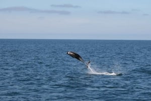 Z Reykjaviku: wycieczka z obserwacją wielorybów łodzią RIB