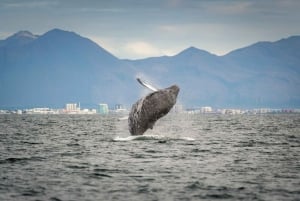 Desde Reikiavik: Excursión de avistamiento de ballenas en lancha rápida