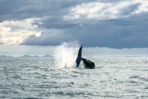 De Reykjavik: passeio de observação de baleias em lancha