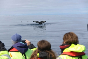 From Reykjavik: Whale Watching Tour by Speedboat