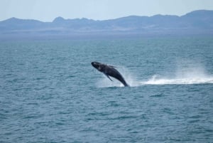 Von Reykjavik aus: Whale Watching Tour