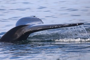 From Reykjavik: Whale Watching Tour