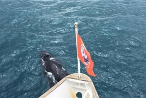 Fra Reykjavik: Tur med hvalsafari