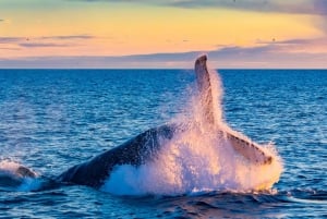 From Reykjavik: Full Day Whale Watching & Golden Circle Tour