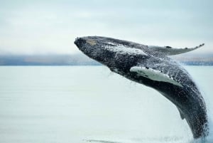 Full-day Whale Watching & Golden Circle Tour from Reykjavik
