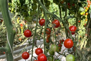 Golden Circle and Fridheimar Greenhouse Private Tour