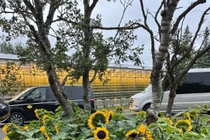 Tour privato del Circolo d'Oro e della serra di Fridheimar