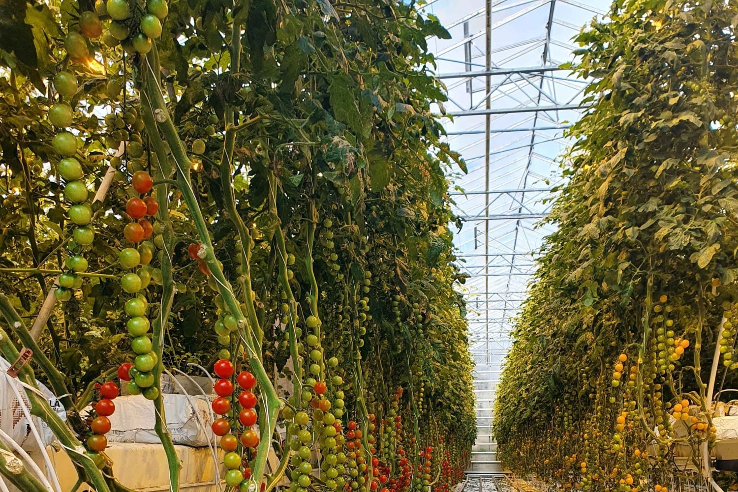 Золотое кольцо и Южный берег. Дневной тур