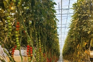 Золотое кольцо и Южный берег. Дневной тур