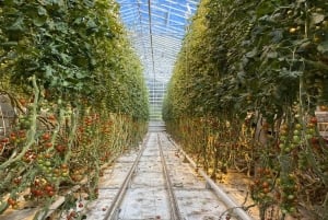 Cerchio d'oro, panificio termale, tour privato della fattoria di pomodori