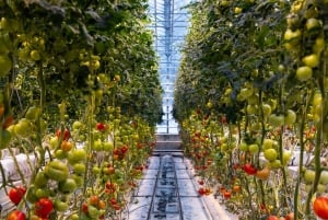 Golden Circle & Lunch at Fridheimar Tomato Farm- with photos