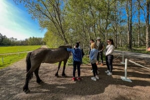 Golden Circle & Lunch at Fridheimar Tomato Farm- with photos