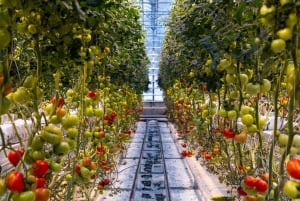 Cercle d'or et déjeuner à la ferme de tomates Fridheimar - avec photos