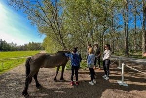 Golden Circle & Lunch at Fridheimar Tomato Farm- with photos