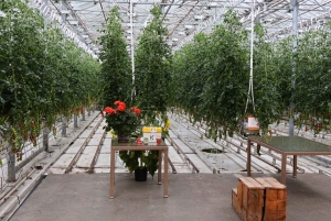 Il meglio del Circolo d'Oro: Kerid e la fattoria di pomodori Friðheimar