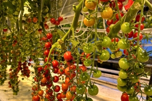 Il meglio del Circolo d'Oro: Kerid e la fattoria di pomodori Friðheimar