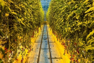 Il meglio del Circolo d'Oro: Kerid e la fattoria di pomodori Friðheimar