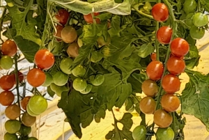 Privat tur till Golden Circle med en lokal guide