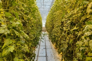 Privat tur till Golden Circle med en lokal guide