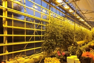 Cercle d'Or avec ferme de tomates et Secret Lagoon (en option)