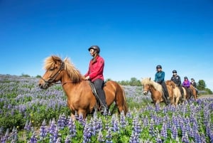 Hafnarfjörður: Horseback Riding Tour in Reykjavik Area