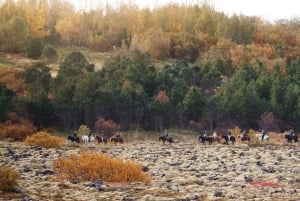 Hafnarfjörður : Randonnée à cheval dans la région de Reykjavik