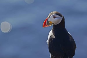  Half–Day Whales and Puffins Combo Tour