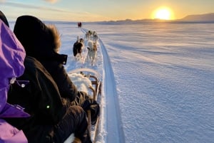 Reykjavikista: Islannin huskyretki ja halailuelämys