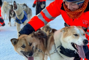 Reykjavikista: Islannin huskyretki ja halailuelämys