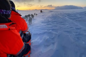 Reykjavikista: Islannin huskyretki ja halailuelämys