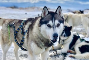Reykjavikista: Islannin huskyretki ja halailuelämys