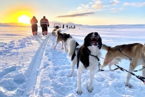Reykjavikista: Islannin huskyretki ja halailuelämys
