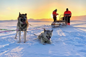 Reykjavikista: Islannin huskyretki ja halailuelämys