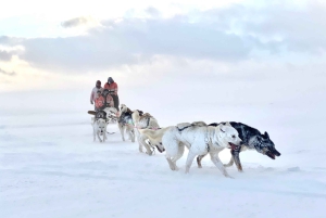 Reykjavikista: Islannin huskyretki ja halailuelämys