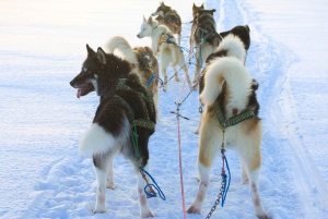 Reykjavikista: Islannin huskyretki ja halailuelämys