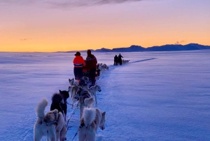 Reykjavikista: Islannin huskyretki ja halailuelämys