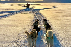 Reykjavikista: Islannin huskyretki ja halailuelämys