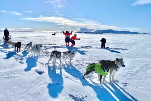 Reykjavikista: Islannin huskyretki ja halailuelämys
