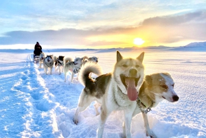 Reykjavikista: Islannin huskyretki ja halailuelämys