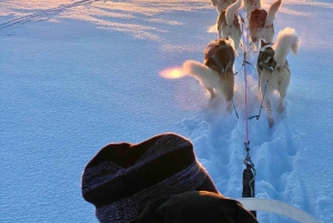 Reykjavikista: Islannin huskyretki ja halailuelämys