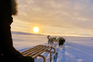 Reykjavikista: Islannin huskyretki ja halailuelämys