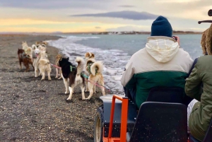 Reykjavikista: Islannin huskyretki ja halailuelämys