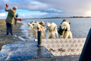 Reykjavikista: Islannin huskyretki ja halailuelämys