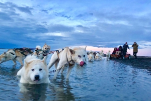 Reykjavikista: Islannin huskyretki ja halailuelämys