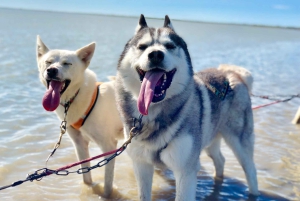 Reykjavikista: Islannin huskyretki ja halailuelämys