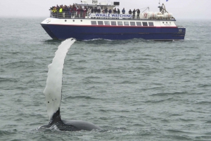 Iceland’s Golden Circle & Whale Watching Full-Day Tour